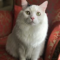 Tekir Kedi, Kedi  Rukiye fotoğrafı