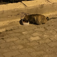 Tekir Kedi, Kedi  Sokak kedileri fotoğrafı