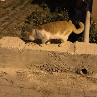 Tekir Kedi, Kedi  Sokak kedileri fotoğrafı