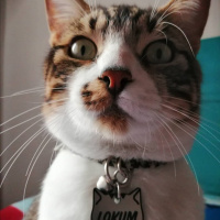 Tekir Kedi, Kedi  Lokum fotoğrafı