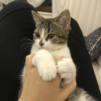 Tekir Kedi, Kedi  Boni fotoğrafı