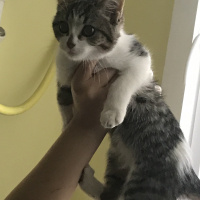 Tekir Kedi, Kedi  Boni fotoğrafı