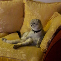Scottish Fold, Kedi  Çakıl fotoğrafı