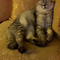 Scottish Fold, Kedi  Çakıl fotoğrafı