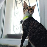 Tekir Kedi, Kedi  Leblebi fotoğrafı