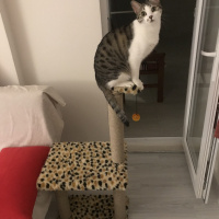 Tekir Kedi, Kedi  Mırmır fotoğrafı