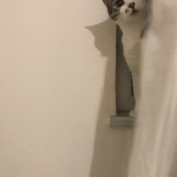 Tekir Kedi, Kedi  Mırmır fotoğrafı