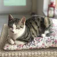Tekir Kedi, Kedi  Mırmır fotoğrafı