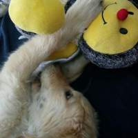 Tekir Kedi, Kedi  Ceviz fotoğrafı