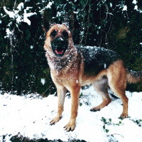 Alman Çoban Köpeği, Köpek  Maya fotoğrafı