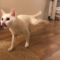 Ankara Kedisi, Kedi  Albino fotoğrafı