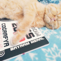İran Kedisi (Persian), Kedi  Yumoş fotoğrafı
