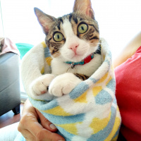 Tekir Kedi, Kedi  Pati fotoğrafı