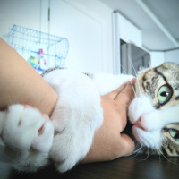 Tekir Kedi, Kedi  Pati fotoğrafı
