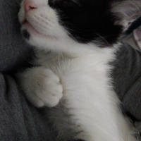 Tekir Kedi, Kedi  Pamuk fotoğrafı