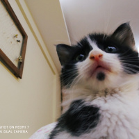 Tekir Kedi, Kedi  Pamuk fotoğrafı
