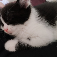 Tekir Kedi, Kedi  Pamuk fotoğrafı