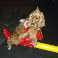 İngiliz Cocker Spaniel, Köpek  jessy fotoğrafı