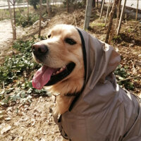 Golden Retriever, Köpek  Tarçın fotoğrafı