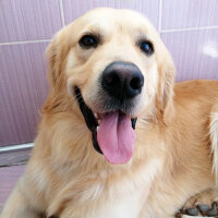 Golden Retriever, Köpek  Tarçın fotoğrafı