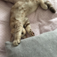 Scottish Fold, Kedi  Mila fotoğrafı