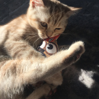 Scottish Fold, Kedi  Mila fotoğrafı