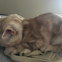 Scottish Fold, Kedi  Mila fotoğrafı