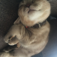 Scottish Fold, Kedi  Mila fotoğrafı