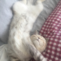 Scottish Fold, Kedi  Mila fotoğrafı