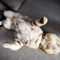 Scottish Fold, Kedi  Mila fotoğrafı