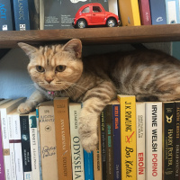 Scottish Fold, Kedi  Mila fotoğrafı