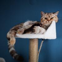 Scottish Fold, Kedi  Mila fotoğrafı