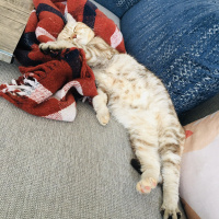 Scottish Fold, Kedi  Mila fotoğrafı