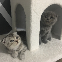 Scottish Fold, Kedi  Mila fotoğrafı