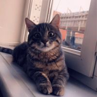 Tekir Kedi, Kedi  Obi fotoğrafı