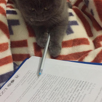 Scottish Fold, Kedi  kamer fotoğrafı