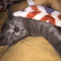 Scottish Fold, Kedi  kamer fotoğrafı