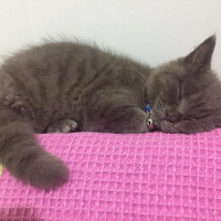 Scottish Fold, Kedi  kamer fotoğrafı