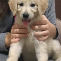 Golden Retriever, Köpek  Mia fotoğrafı