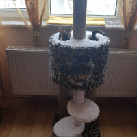 Sarman, Kedi  Suşi fotoğrafı
