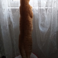 Tekir Kedi, Kedi  kayısı fotoğrafı
