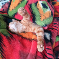 Tekir Kedi, Kedi  kayısı fotoğrafı