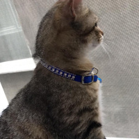 Tekir Kedi, Kedi  Boncuk fotoğrafı