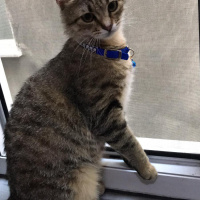 Tekir Kedi, Kedi  Boncuk fotoğrafı
