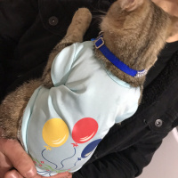 Tekir Kedi, Kedi  Boncuk fotoğrafı