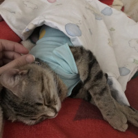 Tekir Kedi, Kedi  Boncuk fotoğrafı
