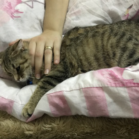 Tekir Kedi, Kedi  Boncuk fotoğrafı