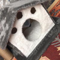 Tekir Kedi, Kedi  Boncuk fotoğrafı