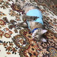 Tekir Kedi, Kedi  Boncuk fotoğrafı