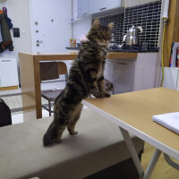 Norwegian Forest, Kedi  Çakıl fotoğrafı